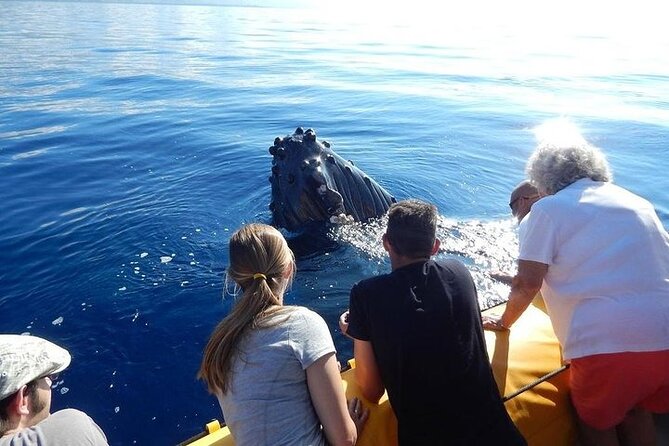 2.5 Hour Whale Escape Tour - Key Things I’d Pay Attention To Before You Go