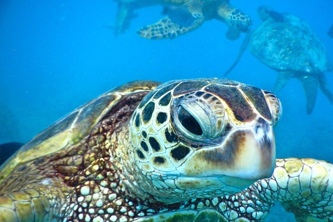 2.5 Hour Xpress Snorkel from Ka’anapali Beach - Xpress Snorkel Highlights You’ll Feel Right Away