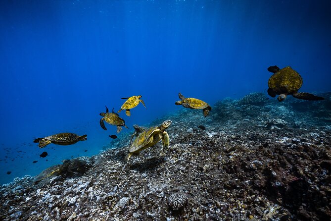 2.5 Hour Xpress Snorkel from Ka’anapali Beach - Crew, Safety, and the Little Things That Make It Feel Smooth