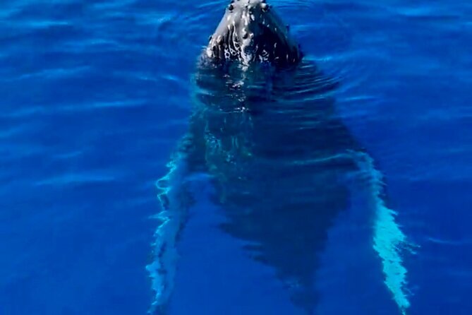2 Hour Afternoon Lahaina Whale Watch - Boat Comfort Details: Shade, No Shoes, And Choppy-Water Reality