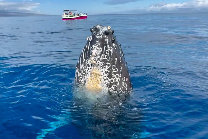 2 hour Lahaina Sunrise Whale Watch - Key highlights in plain terms