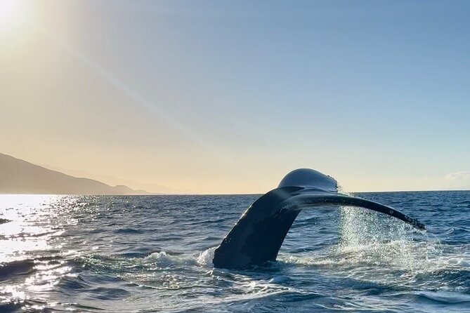 2 hour Lahaina Sunrise Whale Watch - The crew: small-boat attention beats big-boat luck