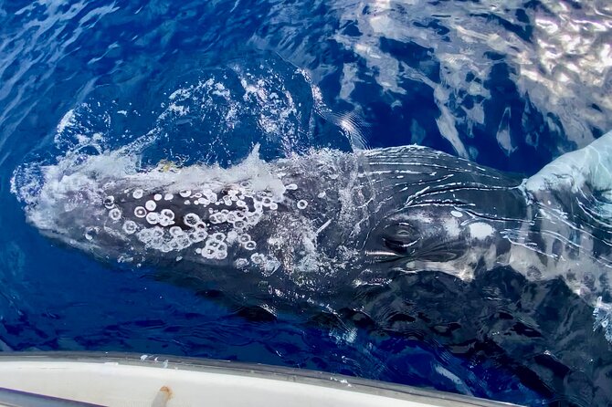 2 hour Lahaina Sunrise Whale Watch - A few real considerations before you go