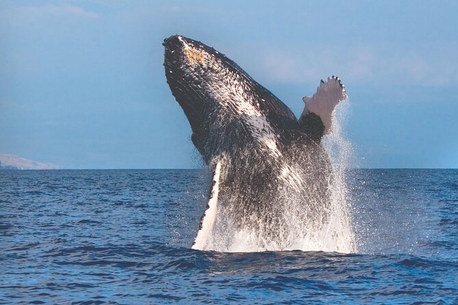 2-Hour Ma'alaea Humpback Whale Watching Cruise for up to 6 Guests - The Boat + Crew Formula: Small Boat Time With a Real Naturalist