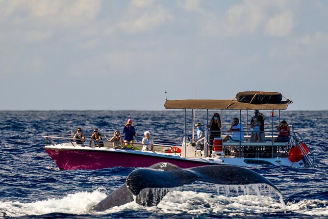 2 Hour Prime Time Maui Whale Watching - Quick hits: what stands out on this Maui whale watch