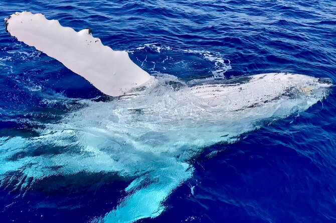 2 Hour Prime Time Maui Whale Watching - The crew experience: Captain Emma, Lexi, and Danielle in action