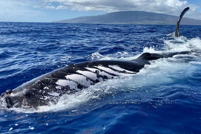 2 Hour Prime Time Maui Whale Watching - Whale watching with less crowd noise: small-group advantage