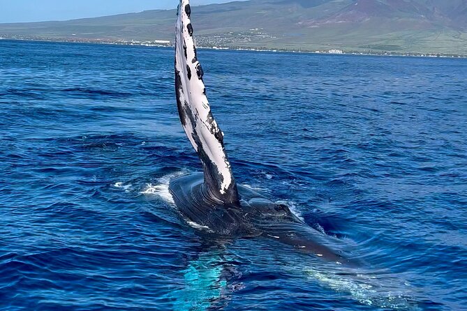 2 Hour Prime Time Maui Whale Watching - The scenery bonus: Molokaʻi, Lānaʻi, Kahoʻolawe, Haleakalā, West Maui