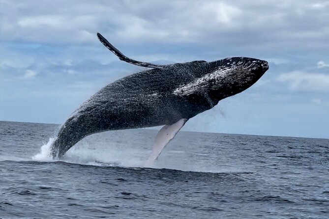 2 Hour Prime Time Maui Whale Watching - Sustainability touches: filtered water and paper cups
