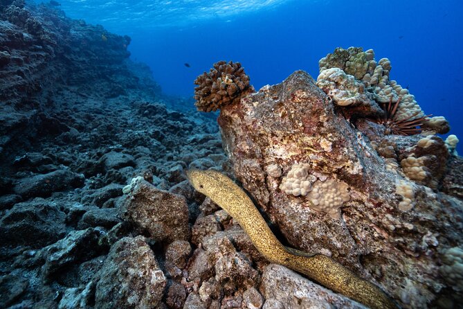 2-Tank Dive Featuring the Molokini Crater - What’s included onboard, plus nice extras
