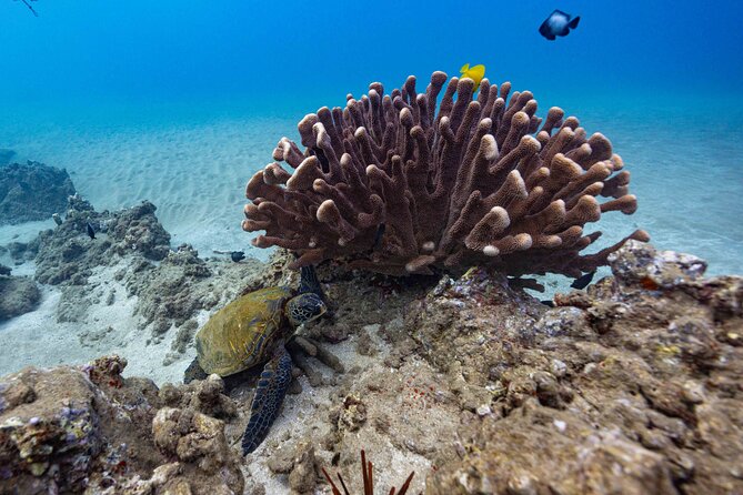 2-Tank Dive Featuring the Molokini Crater - Timing on Maui: how to plan your morning without stress