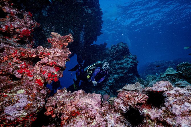2 Tank Lanai Cathedral Scuba Dive Via Boat for Certified Divers - Price check: is $306.89 good value for a 2-tank Lanai morning?