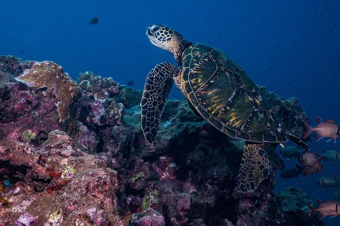 2-Tank Maui Turtle Scuba Dive or Snorkel Boat Tour - What to bring (and what to ask before you arrive)