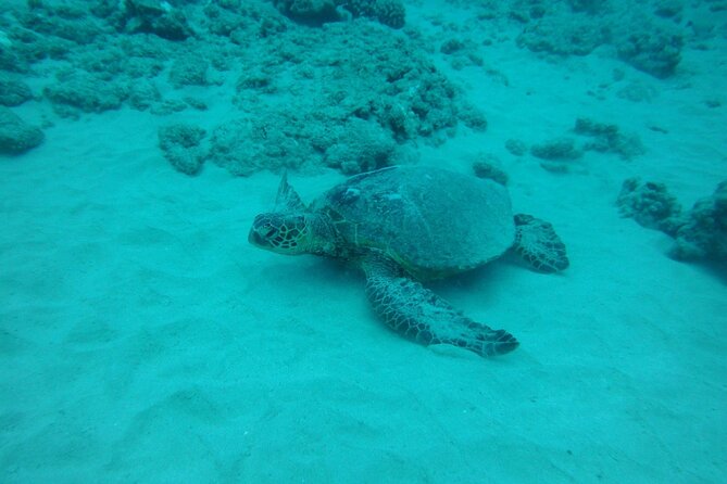 3-Hour Small-Group Maalaea Luxury Snorkel Cruise Tour - Mā‘alaea First Stop: Fishing-Village Energy Before the Ocean