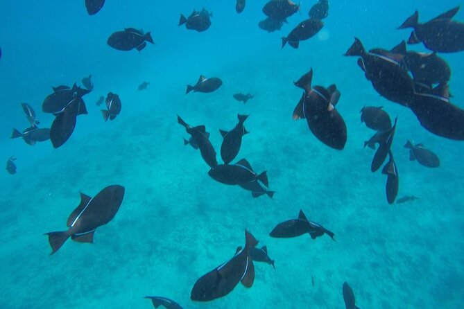 3-Hour Small-Group Maalaea Luxury Snorkel Cruise Tour - Molokini Sail-By: The Star Name With a Crowd-Saver Twist
