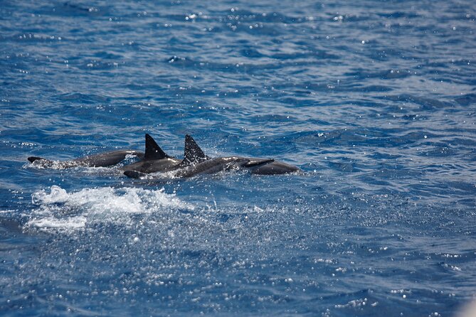 3-Hour Small-Group Maalaea Luxury Snorkel Cruise Tour - Sugar Beach and Haycraft Park: The Long-Sand Maui Feeling