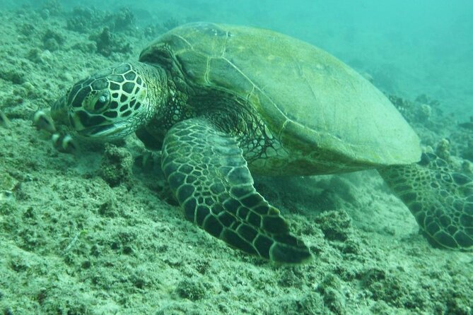3-Hour Small-Group Maalaea Luxury Snorkel Cruise Tour - Coral Gardens: A Boat-Only Reef Stop That Changes the Day