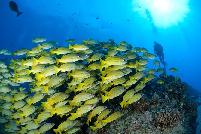 3-Tank Dive Featuring the Molokini Crater - How the Boat Ride Shapes Your Underwater Time