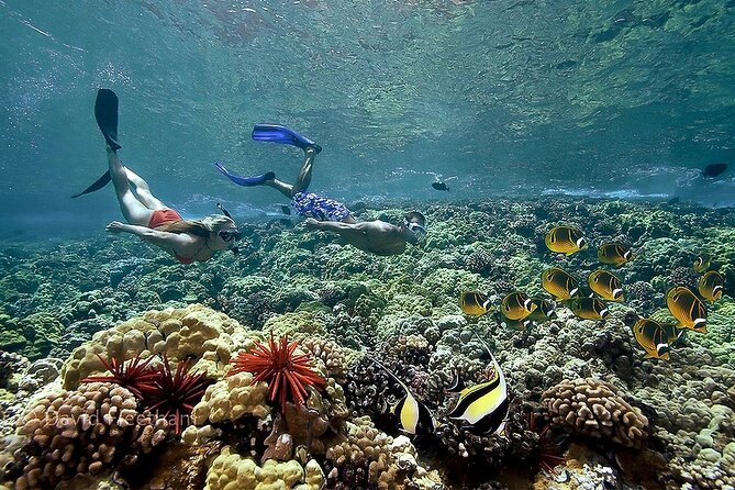 4-Hour Koa Kai Molokini Adventure Snorkel - Season matters: when this Molokini version runs