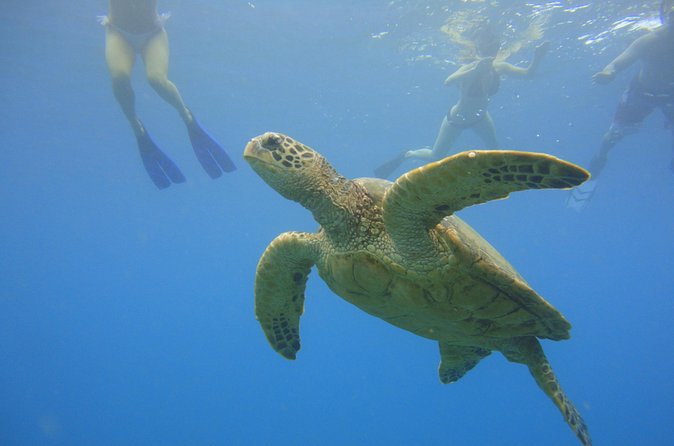 Afternoon Adventure Snorkel from Ka'anapali - What you should bring (so the last 10 minutes don’t annoy you)