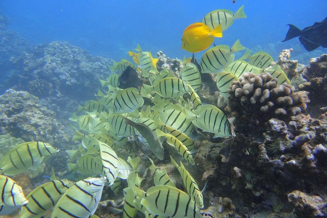 Afternoon Adventure Snorkel from Ka'anapali - Boarding at Lahaina: quick, but not wheelchair-friendly