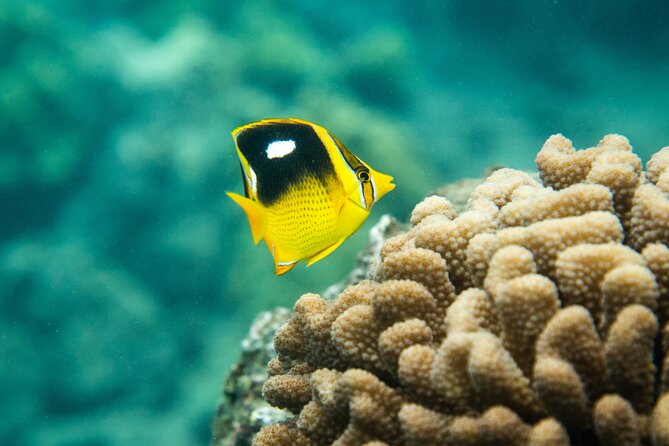 All-Inclusive 5.5 hr La Perouse Bay & Molokini Sea Cave Boat Tour - Wildlife Odds: Turtles, Dolphins, and Whales in the Right Season