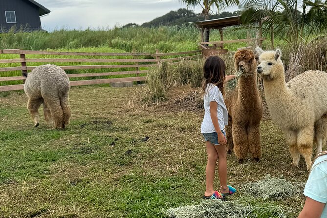 Alpaca Farm Experience on the Road to Hana - Key things I’d mark on your mental map
