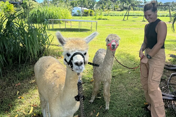 Alpaca Farm Experience on the Road to Hana - A 30-Minute Alpaca Pause in Haiku