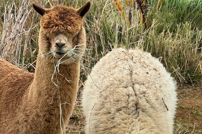 Alpaca Farm Experience on the Road to Hana - Snacking, Fresh Fruit, and Why the Pace Feels Right