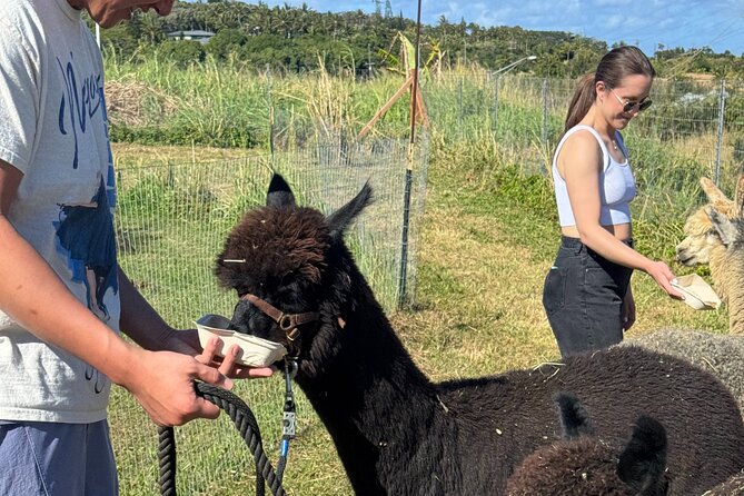 Alpaca Farm Experience on the Road to Hana - Road to Hana Timing: Fit This Before the Long Stretch