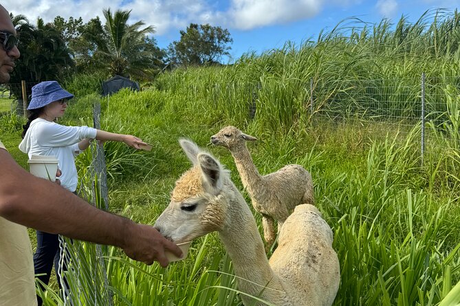 Alpaca Farm Experience on the Road to Hana - Price and Logistics: Why $49 Can Actually Feel Fair