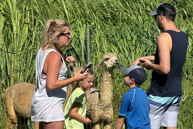 Alpaca Farm Experience on the Road to Hana - Weather and the One Thing to Watch Closely