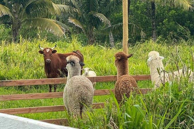 Alpaca Farm Experience on the Road to Hana - What to Bring (Based on How These Farm Stops Usually Work)
