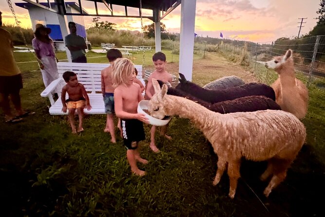 Alpaca Farm Experience on the Road to Hana - What Happens During Your Alpaca Farm Visit
