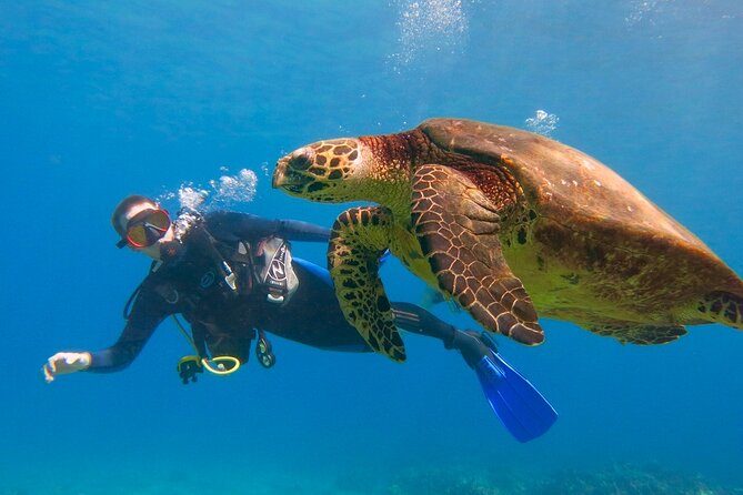 Beginner Scuba Dive in Lahaina: Swimming Required - Key Highlights to Know Before You Go