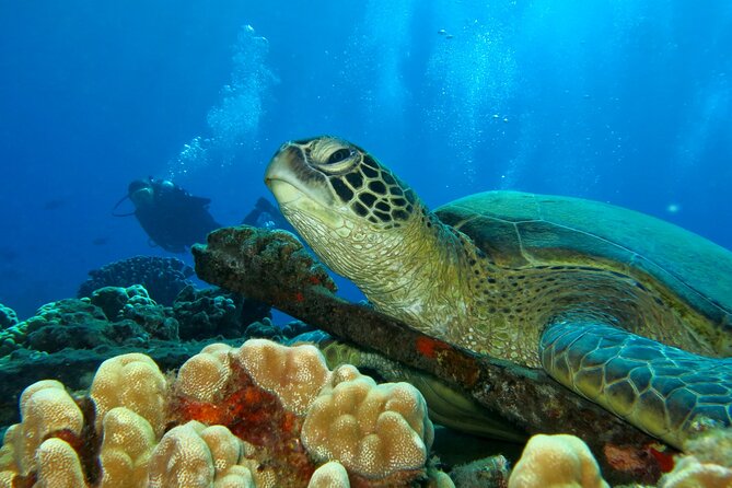 Beginner Scuba Dive in Lahaina: Swimming Required - First-Time Scuba in Kaanapali: Why This Shore Setup Helps