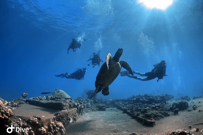 Beginner Scuba Dive in Lahaina: Swimming Required - Gear, Snacks, and What You’ll Carry (and What You Won’t)