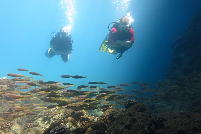 Beginner Scuba Dive in Lahaina: Swimming Required - The Underwater Plan: Skills in Shallows, Then Wildlife Time