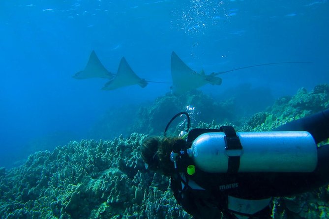 Beginner Scuba Dive in Lahaina: Swimming Required - The Swimming Requirement: Be Honest About Independent Ocean Comfort