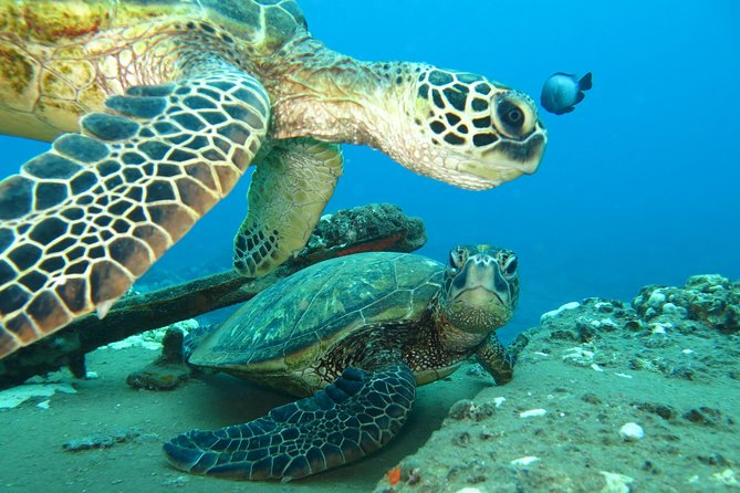 Beginner Scuba Dive in Lahaina: Swimming Required - After Your Session: The 18-Hour Rule for Flights and Haleakalā