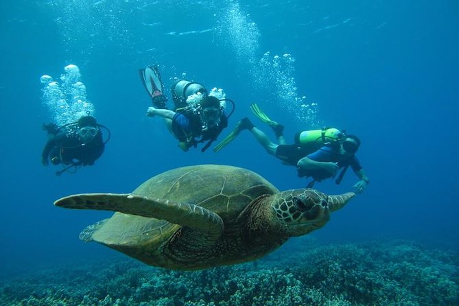Beginner Scuba Dive in Lahaina: Swimming Required - Kahekili Beach Park Start: What Your Morning-and-Water Flow Looks Like