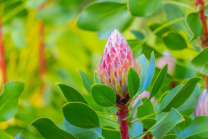Best of Maui Tour: Sips, Sites and Bites with Lunch - Haleakala National Park: The Crater Rim Experience