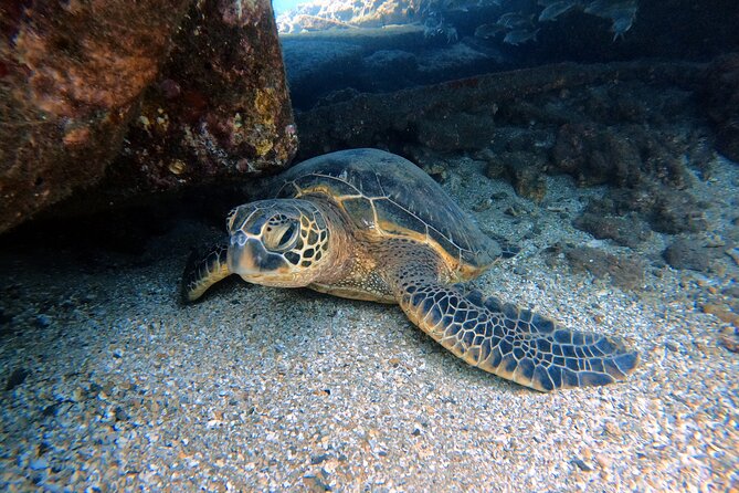 Certified Divers! Scuba dive the Ka'anapali Coast and more! - Key things that make this Ka’anapali shore scuba outing worth your time