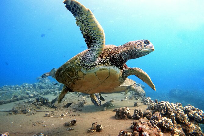 Certified Divers! Scuba dive the Ka'anapali Coast and more! - Getting started: meeting at Kahekili Beach Park and what happens first
