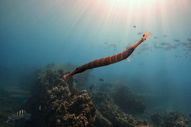 Certified Divers! Scuba dive the Ka'anapali Coast and more! - The guides and the safety rhythm that makes it feel professional