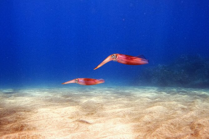 Certified Divers! Scuba dive the Ka'anapali Coast and more! - Shore entry and gear weight: the part that can make or break your comfort