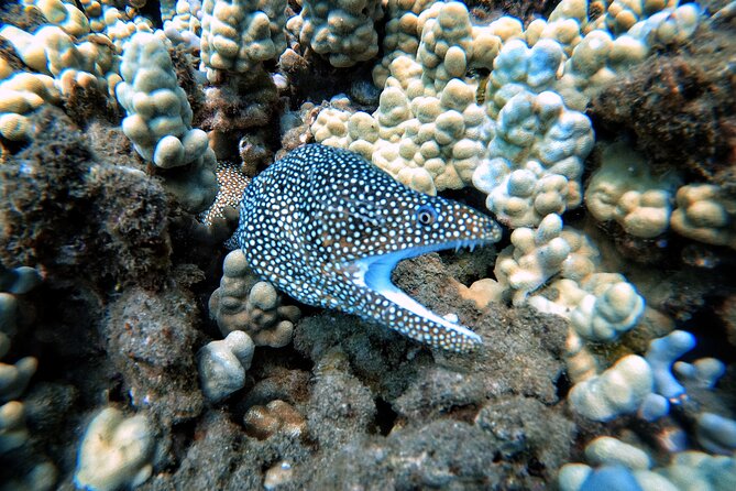 Certified Divers! Scuba dive the Ka'anapali Coast and more! - The 1000-foot elevation rule: don’t treat this like trivia