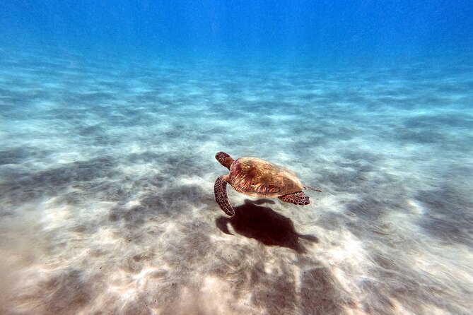 Certified Divers! Scuba dive the Ka'anapali Coast and more! - Price and value: $169 for 2 hours with gear and fees