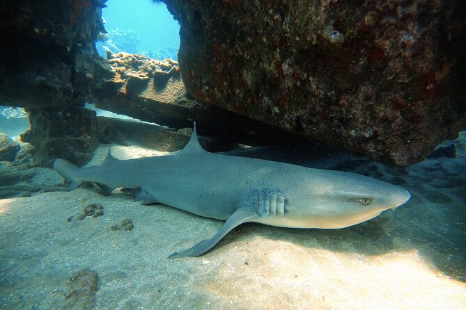 Certified Divers! Scuba dive the Ka'anapali Coast and more! - What you’ll see underwater along the Ka’anapali Coast reef