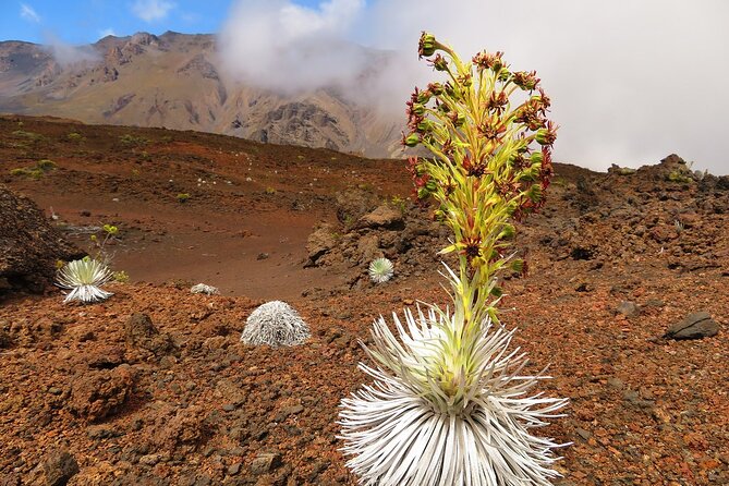 Classic Haleakala Sunrise Tour - The sunrise stop at Haleakalā: cold, wind, and the crater view